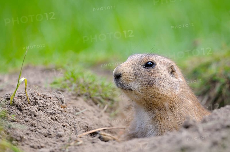 Black-tailed Prairie Dog