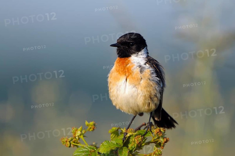 Stonechat