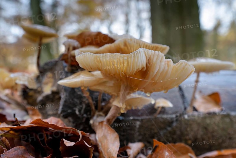 Beech slime