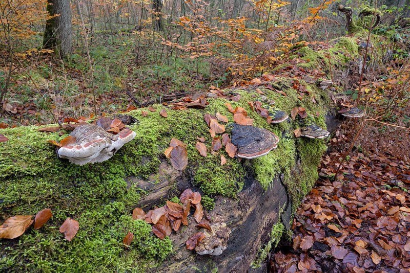Tree fungi on a dead beech trunk