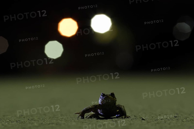 Common toad