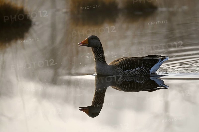 Greylag goose