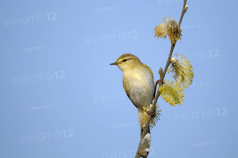 Willow Warbler