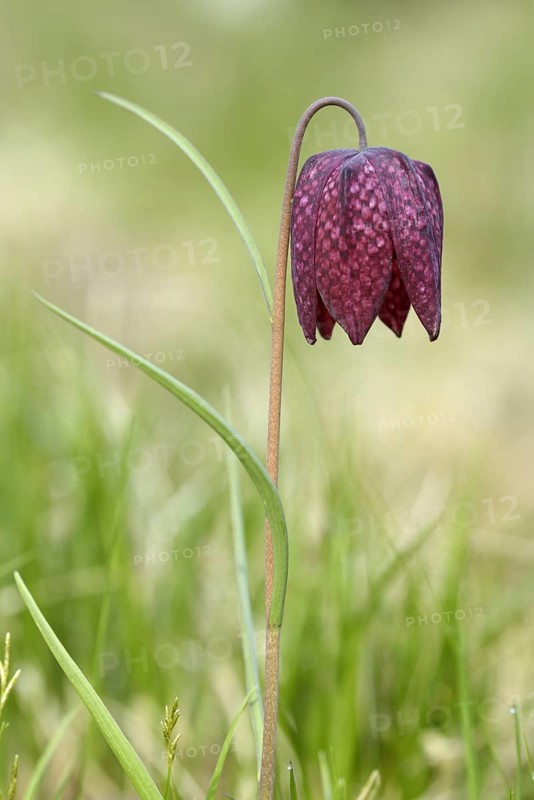 Chess flower