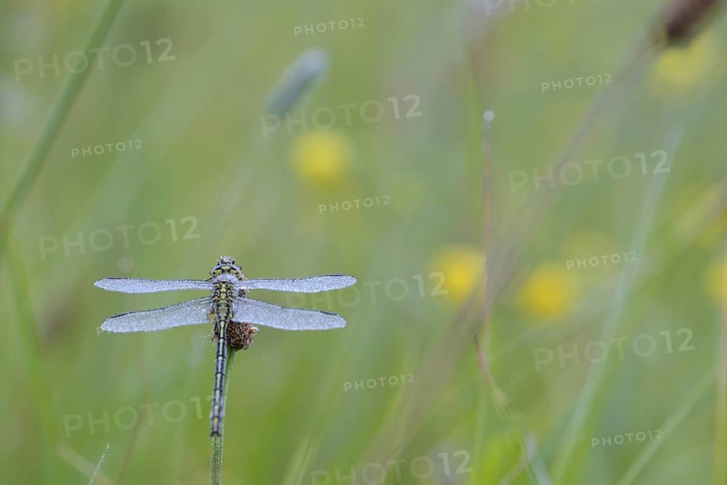 Western damselfly