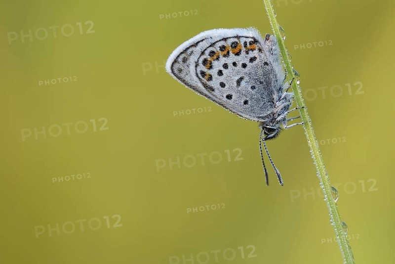 Argus blue butterfly
