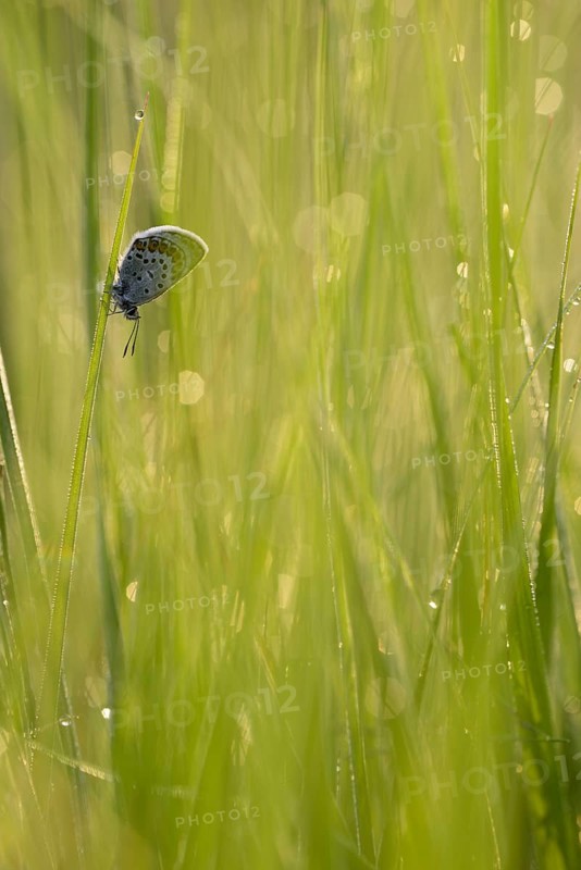 Argus blue butterfly