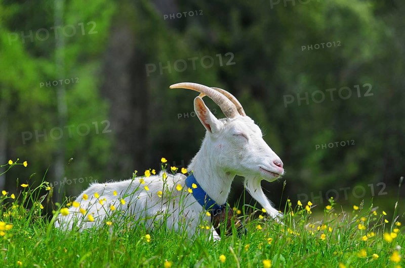 Goat