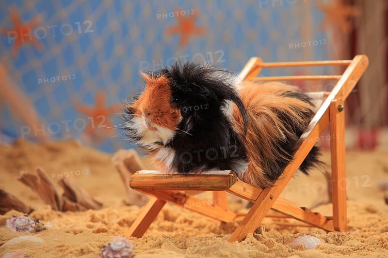 Angora guinea pig