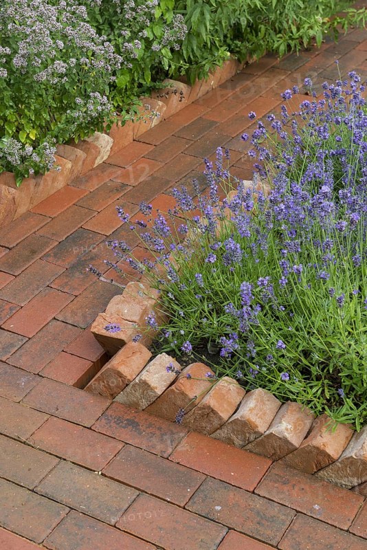 Garden path constructed from concrete pavers with sawtooth housebrick edging bordering lavender bed