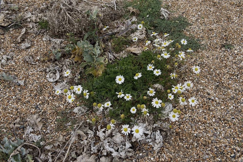 Sea Mayweed