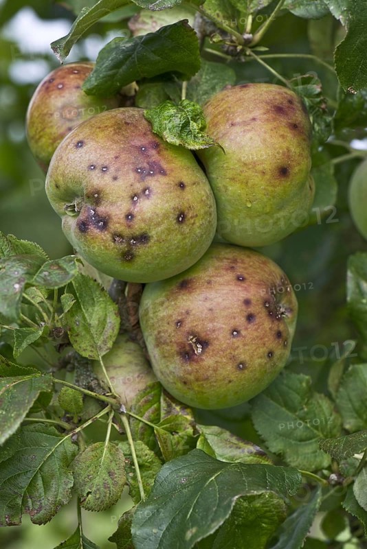 Small discreet spots caused by apple scab