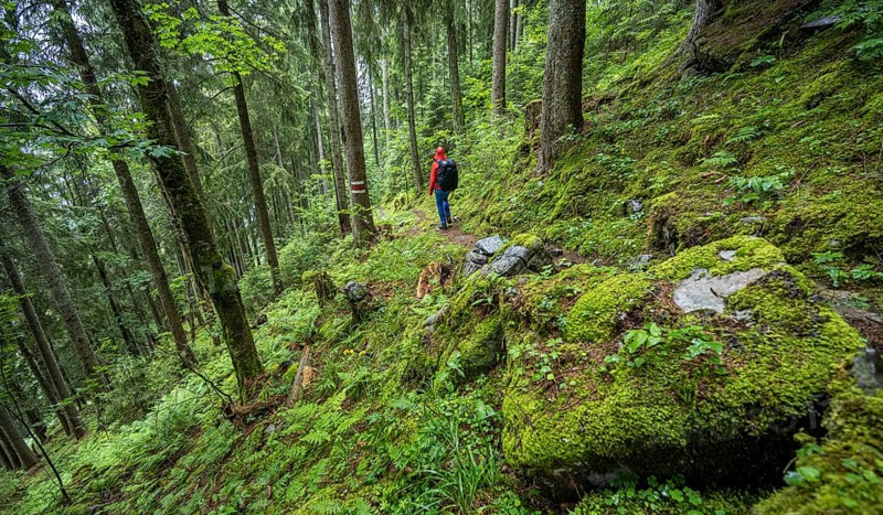Hiker in the forest