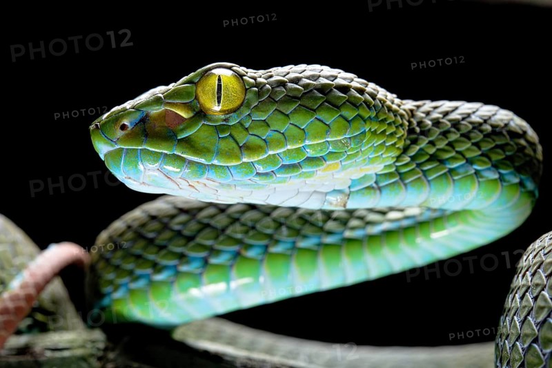Large eyed Pit viper
