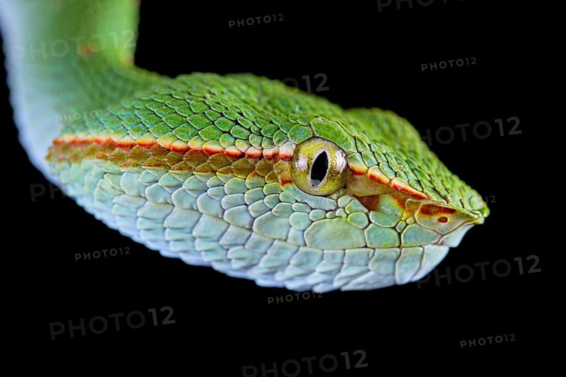 North Philippine Temple Pit Viper