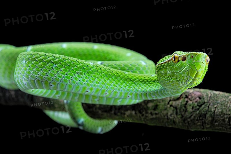 North Philippine Temple Pit Viper