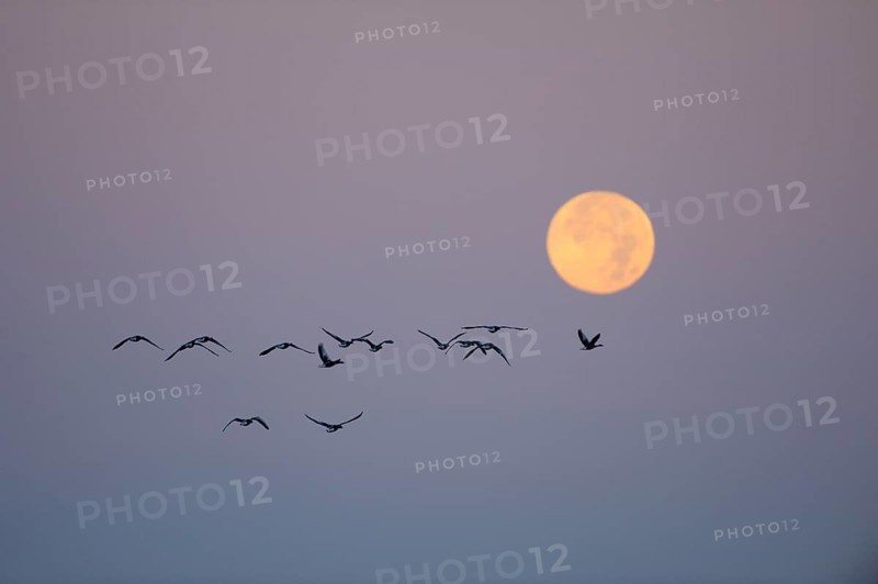 Grey geese with full moon