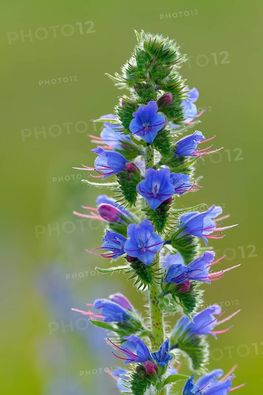 Common viper's bugloss