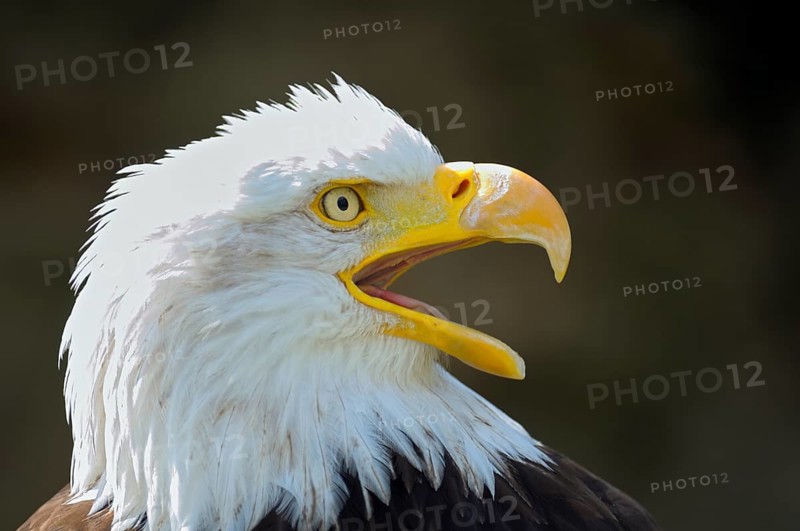 Bald eagle