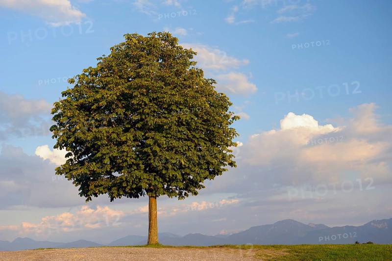 Horse chestnut