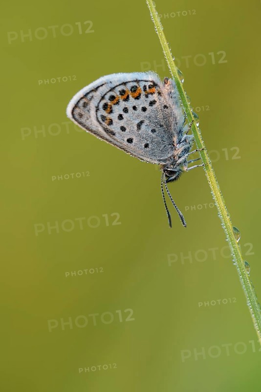 Argus blue butterfly