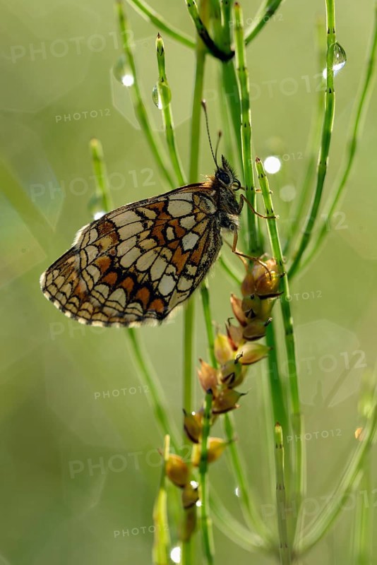 Common fritillary