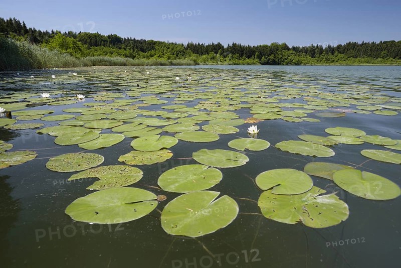 Hartsee