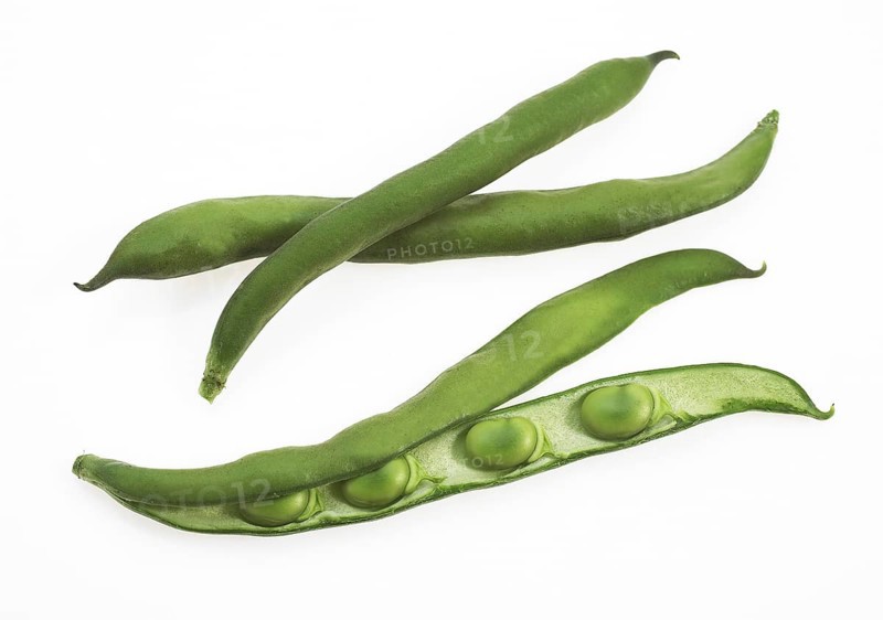 Fava Bean