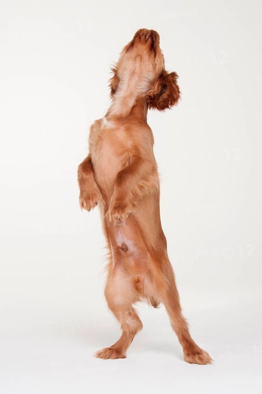 Male dog