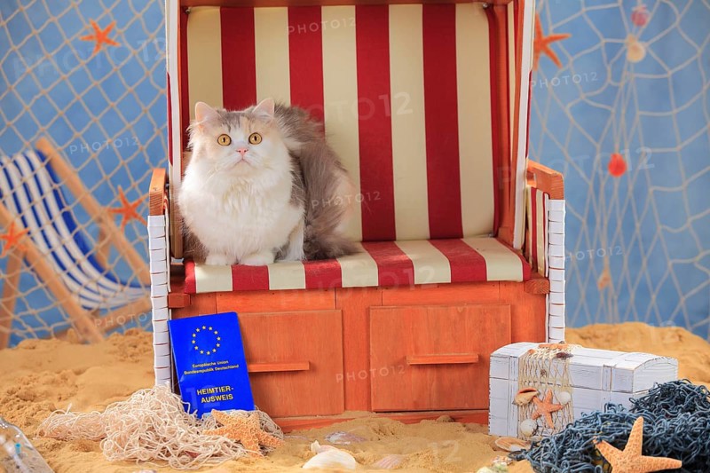 British longhair cat