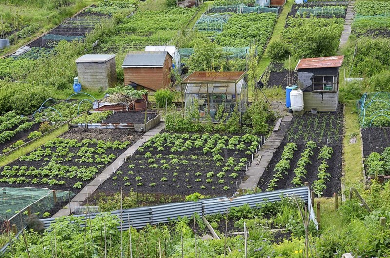 View of town allotments