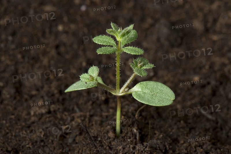 Burdock bedstraw