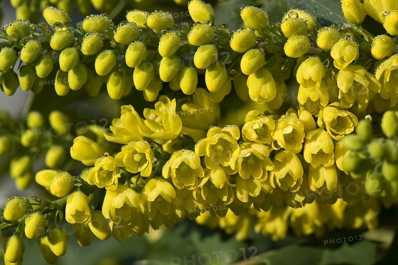 Mahonia x media