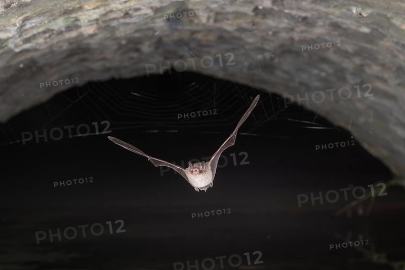 Daubenton's bat