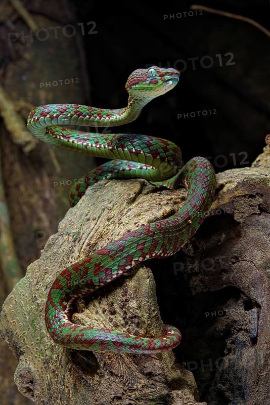 Brown-spotted pit viper