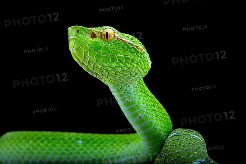 North Philippine Temple Pit Viper