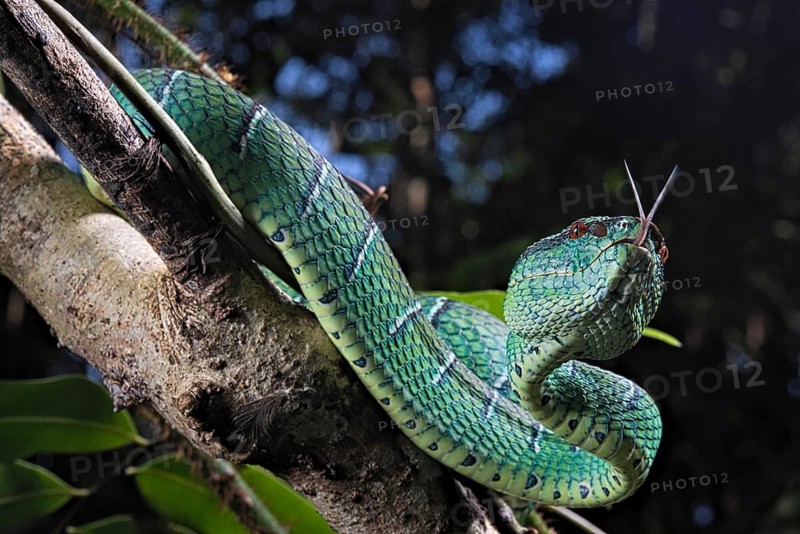 North Philippine Temple Pit Viper