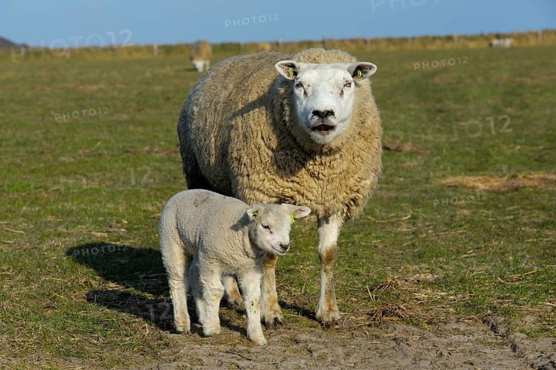 Texel sheep and lamb
