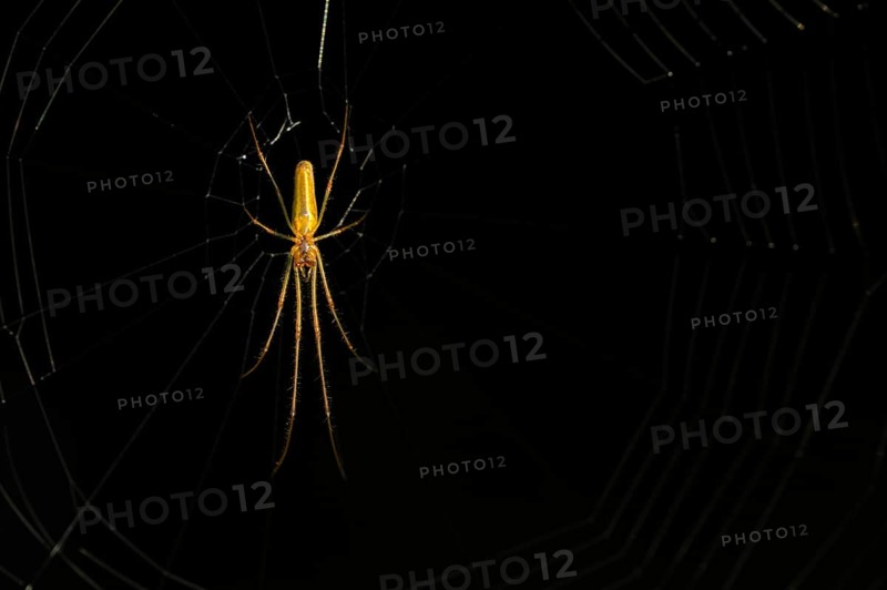 Common streamer spider
