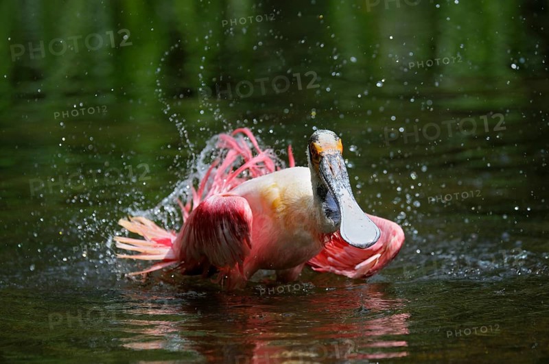 Roseate spoonbill