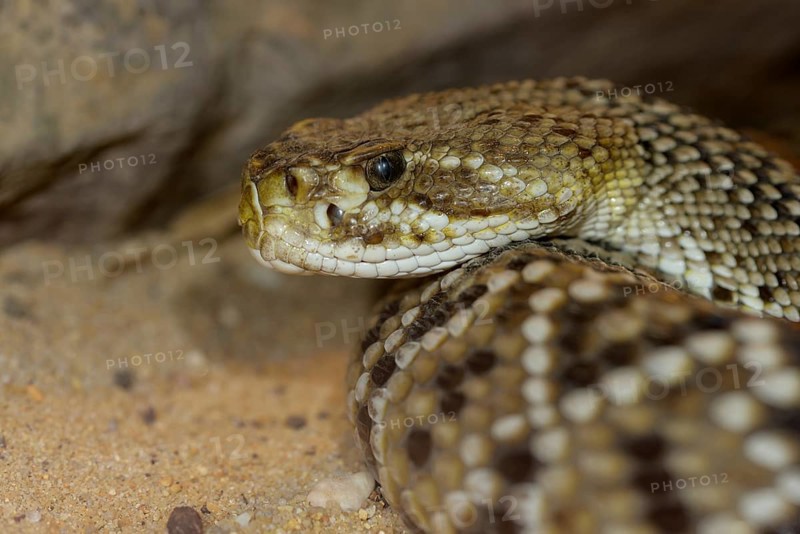 Mexican west coast rattlesnake