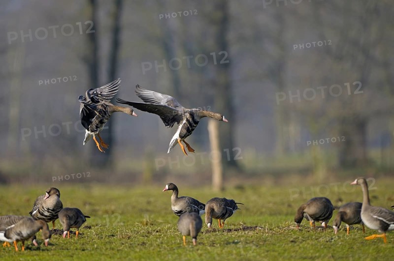 White-fronted goose