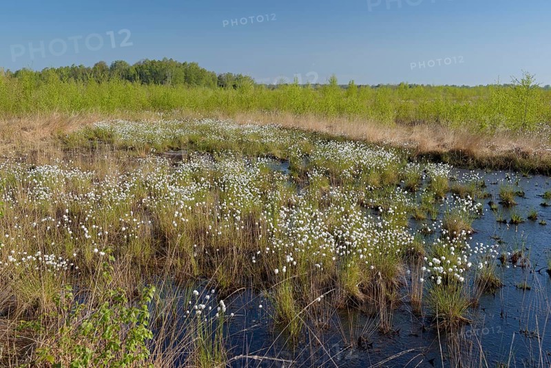 Landscape in a bog