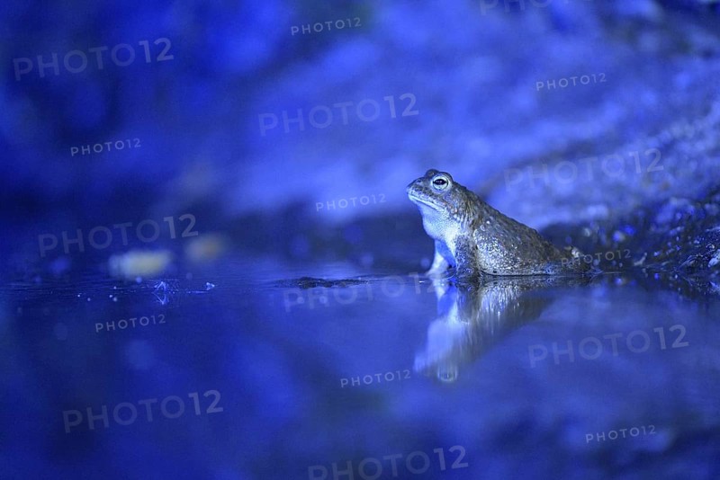 Natterjack toad