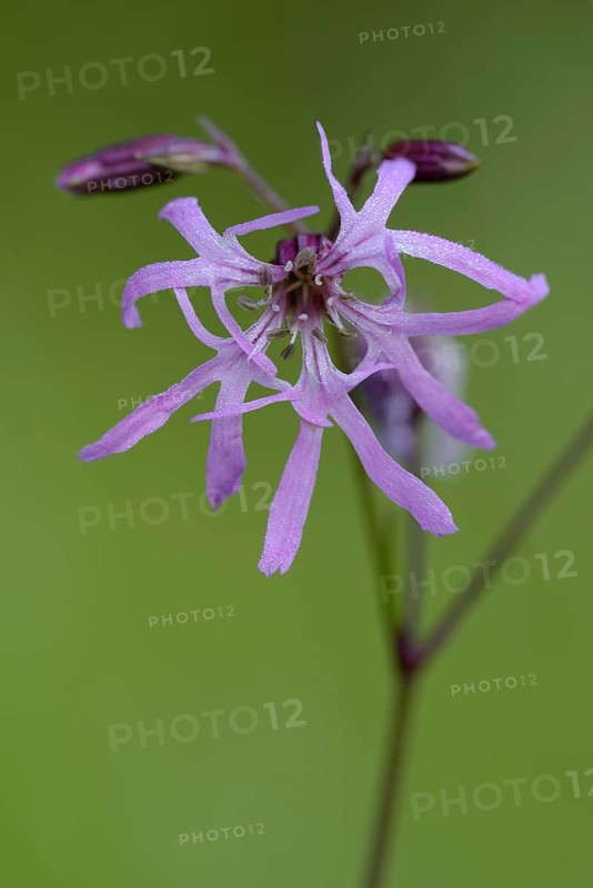Cuckoo campion