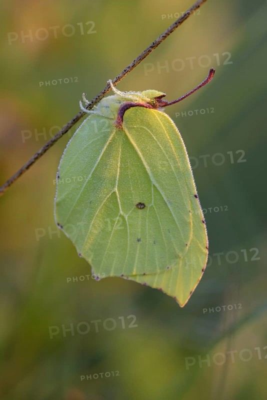 Lemon butterfly
