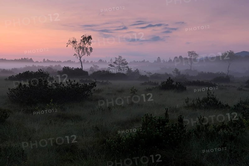 Morning atmosphere in the moor