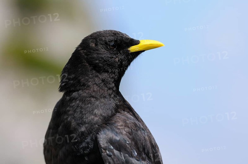 Alpine chough