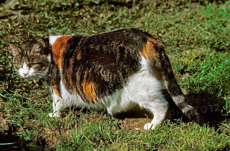Domestic cat