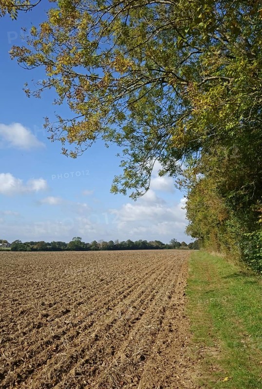 Newly drilled minimally cultivated seedbed for cereal crop with trees changing to autumn colours